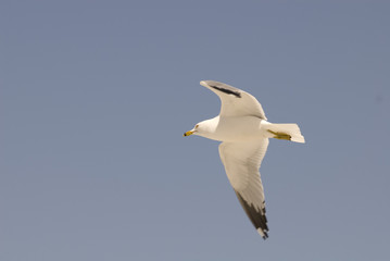 A seagull with wings open against a blue sky