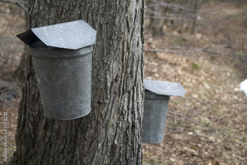 Wall mural collecting the sap from a maple tree