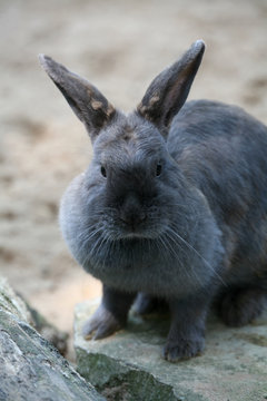 Kaninchen