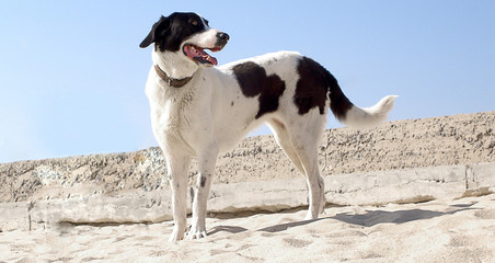 Cão Preto e Branco
