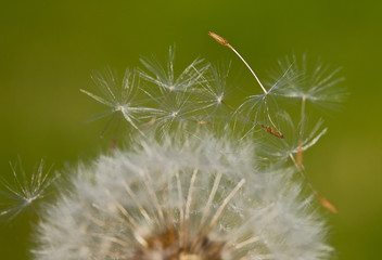 Dandelion (Focus in the seed) a over green background