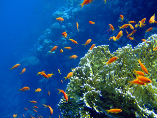 Fototapeta na wymiar Podwodne krajobraz