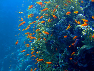 Naklejka na ściany i meble Podwodne krajobraz Scalefin Anthias. Red Sea