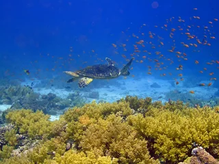 Foto op Plexiglas Donkerblauw Underwater landscape