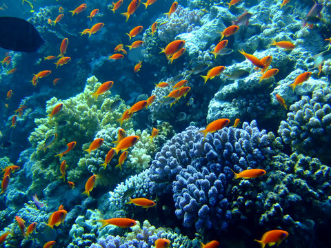 Fototapeta Underwater landscape with Scalefin Anthias. Red Sea
