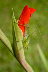 Grasshopper on a flower