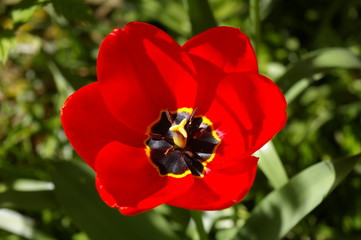 Blume im Garten