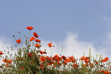 Poppies against blue sky with clouds
