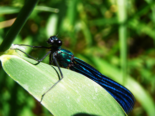 dark-blue metallic color dragonfly, macro