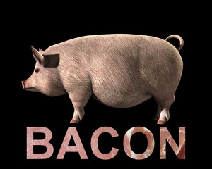 Pig And Bacon 6