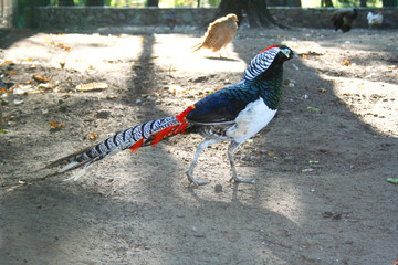 Naklejka premium beautiful gorgeous diamond pheasant , Chrysolophus pictus