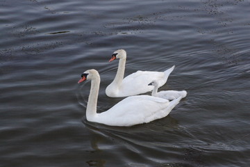 Family of Swans