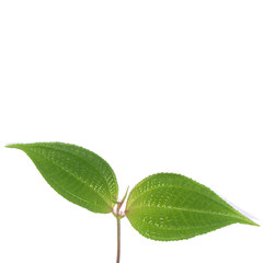 Obraz premium tendresse