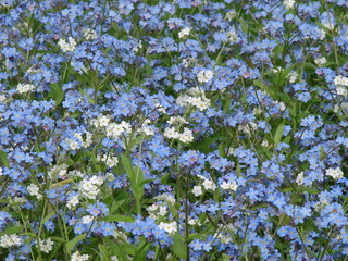 The bed of white blue flowers background 2