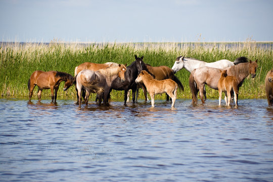 Horses on the watering. Chany lake, Novosibirsk area, June 2007