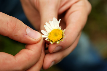 Loves Me... Loves Me Not... 