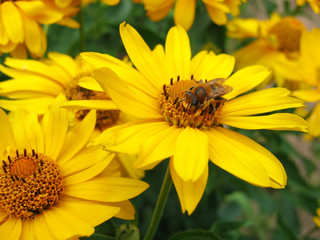 Flower and bee