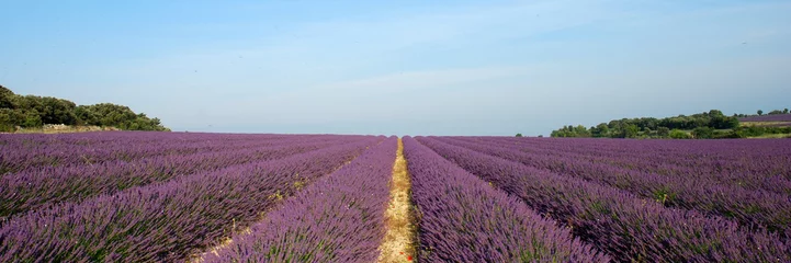 Fotobehang Lavendel lavandes  © Pierre Blanchon