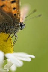 butterfly small copper on af flower of camomille