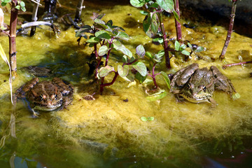 grenouilles