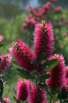 Australian Bottle Brush plant
