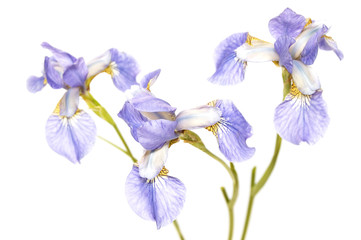 Fototapeta na wymiar trzy kwiaty niebieskie tęczówki samodzielnie na białym (ostrość w centrum)