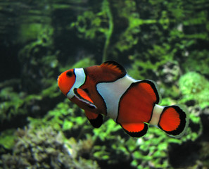 Clown Fish. Scientific name: Amphiprion Ocellaris. Color image - obrazy, fototapety, plakaty