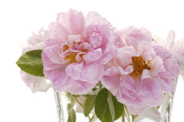 wild pink rose close-up
