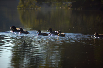 patos