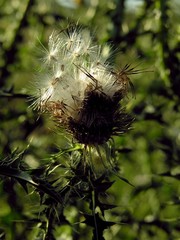 dry thistle plant and blow-balls with seeds