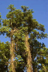 Big tree