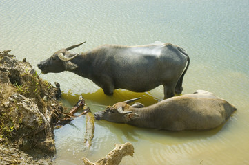 Carabaos in Palanan, Isabela, Philippines