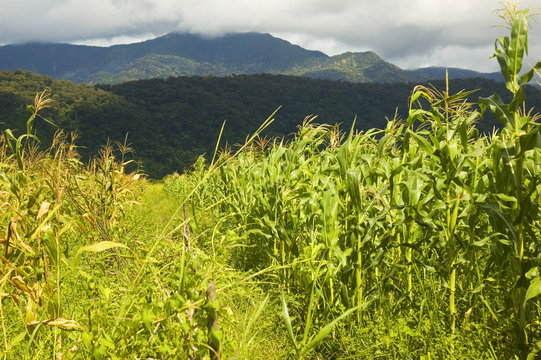 Corn plantation in Palanan, Isabela, Philippines
