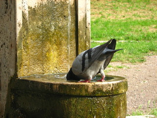 acqua è vita