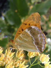 farfalla
