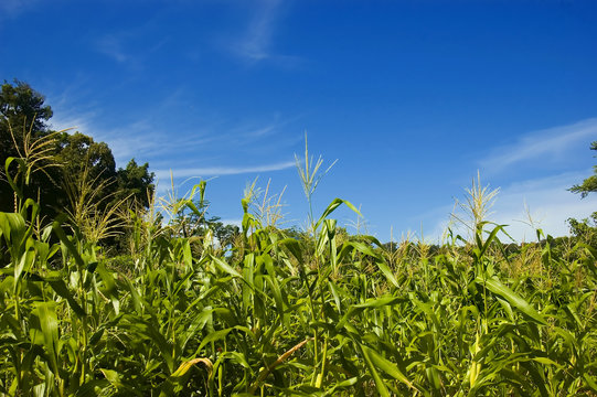 Corn plantation in Palanan, Isabela, Philippines