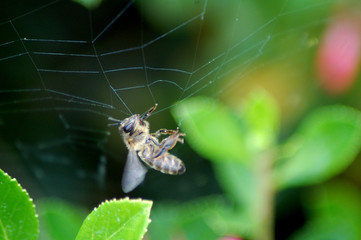 Abeja Atrapda