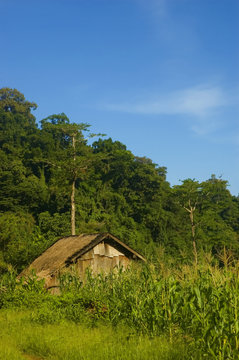 Small wooden house in front of corn plantation