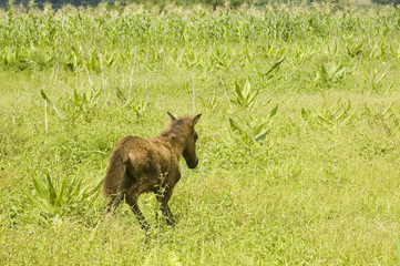 Fototapeta premium Young horse looking for its mother