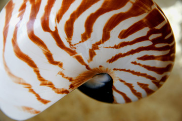 Nautilus seashell