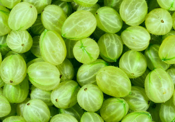 Freshly picked green gooseberries.
