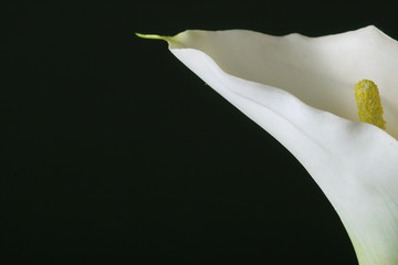 calla lily close-up © Elena kouptsova