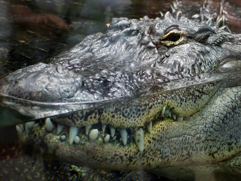 Close-up view of crocodile  