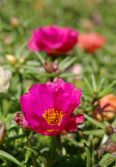 Summer,garden - flowers.