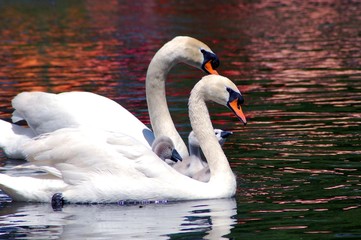 Familia de Cisnes en Simetría