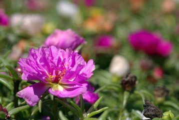 Fototapeta premium Summer,garden - flowers.