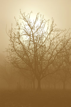Sunrise Through a  Silhouette of Bare Walnut Trees in Fog