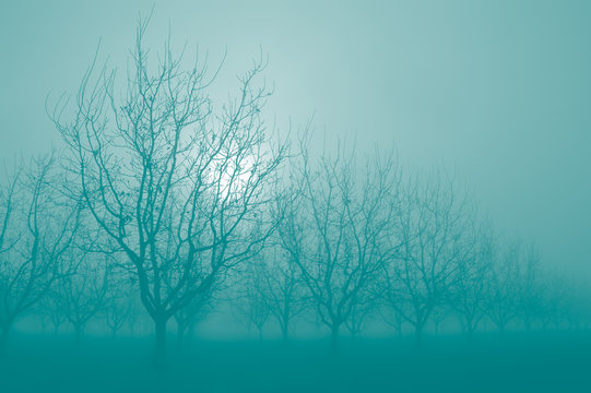 Turquoise Sunrise Through  Silhouette Bare Walnut Trees in Fog