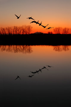 Silhouette and Reflection of Canadian Geese at Red Sunset