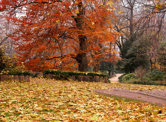 Autumn colors